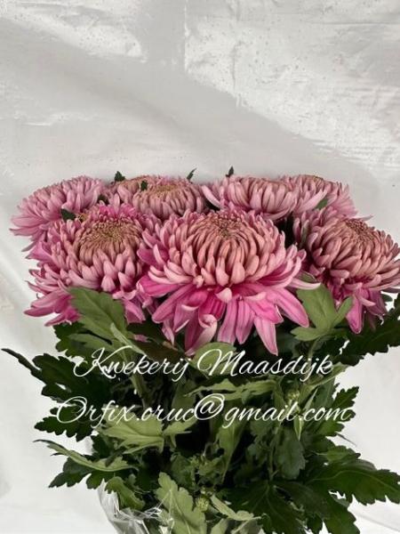 Vollsortiment - Chrysantheme HORNBILL DARK